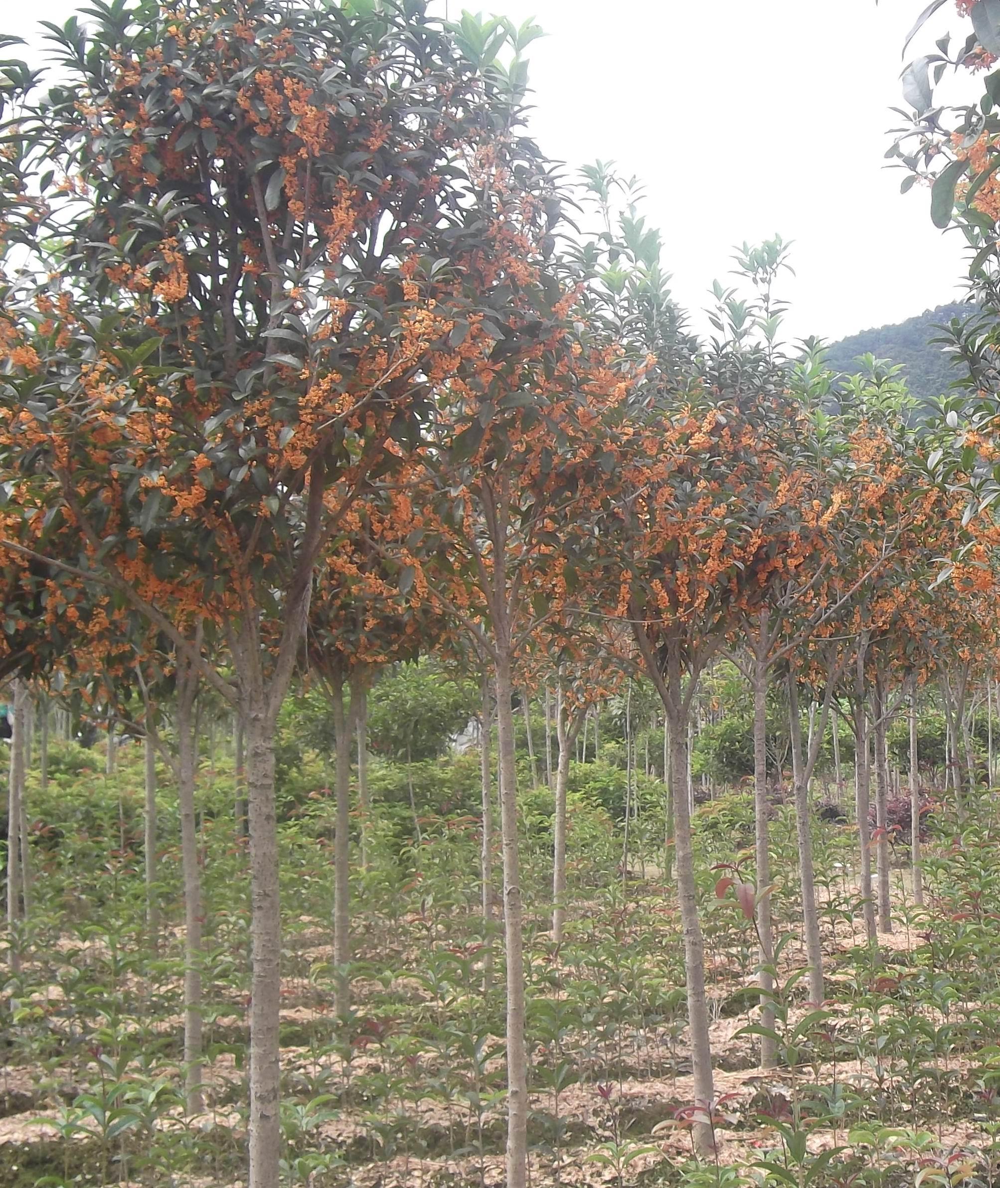 3公分早花丹桂 3-广西红桂花-广西融安木吉苗圃场-金泉网空间