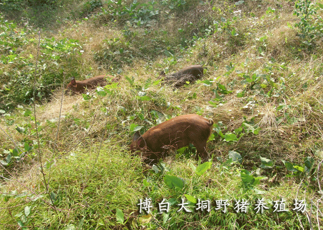 养殖场野猪