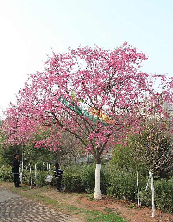 山樱花