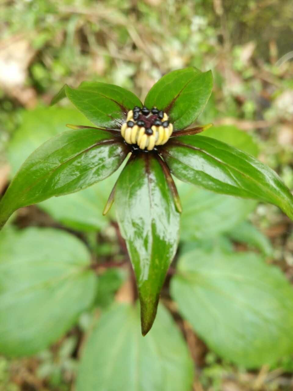 球药隔重楼种子种苗