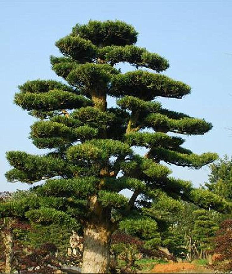 广东树种类大全图片图片