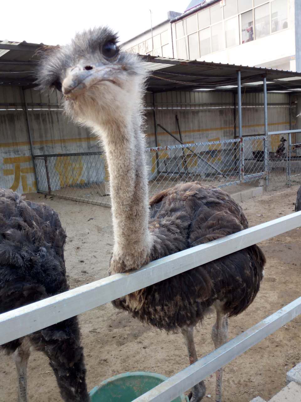 【湖北鴕鳥批發】價格哪裡便宜?_山東金起特種珍禽|孔雀|鴕鳥|香豬養