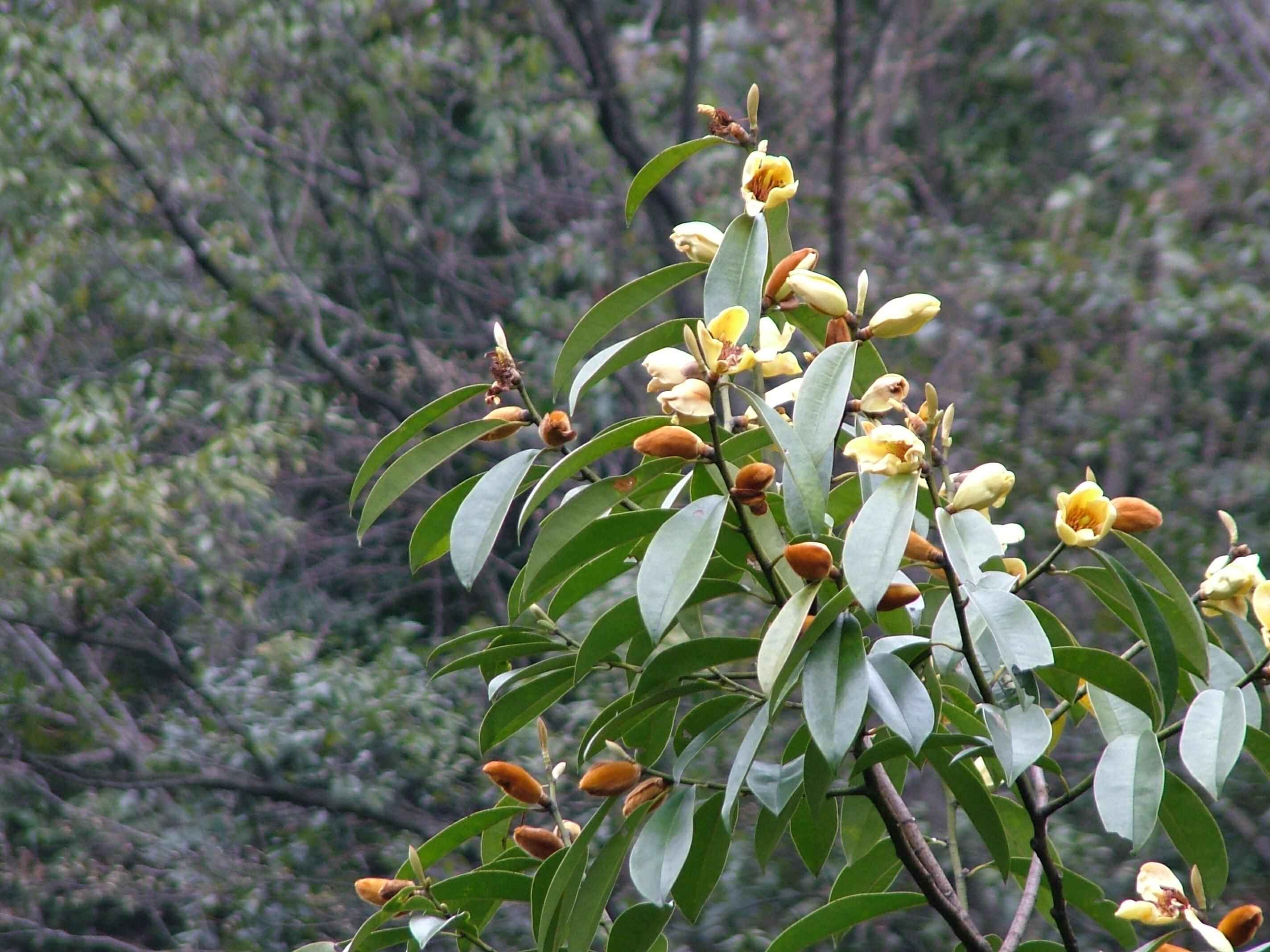 黄心楠木树图片图片