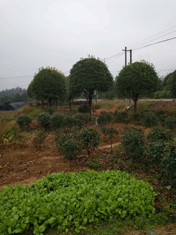 桂花树_【江西桂花树种植技术】